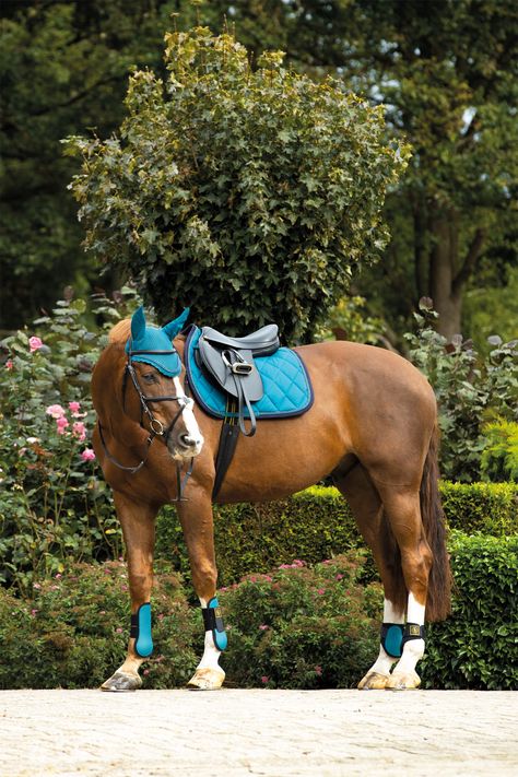 Blue vibes! #blue #saddlepad #earbonnet #horse Saddlepad Horse, Chestnut Horse Tack Colors, Blue Horse Tack, Victoria Lee, English Horse Tack, Blue Vibes, English Tack, Horse Riding Outfit, Morgan Horse