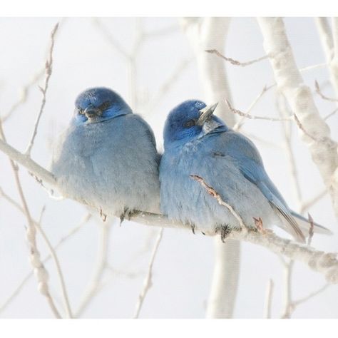 bird, birch tree | Birds and birch ♥trees Birds Sitting, Dragon Age Inquisition, Blue Birds, Pretty Birds, Colorful Birds, Little Birds, Dragon Age, Birds Of Paradise, 귀여운 동물