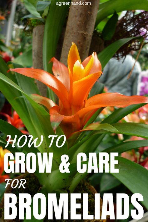 Bromeliads or Bromeliaceae are the popular houseplants. Here are all instructions for growing and caring Bromeliad plants indoors and outdoors. #agreenhand #snakeplantcare #sansevieria #motherinlawstongue #growingsansevieria Growing Bromeliads Indoors, Bromilades In Pots, Bromeliads Care Indoor, Bromeliads Care, Bromeliad Plant, Snake Plant Care, Rainforest Plants, Making Plant Pots, Indoor Plant Care