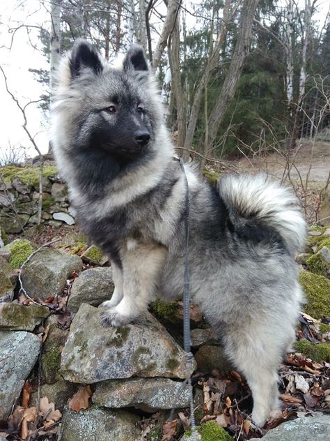 Keeshond Keeshond Puppy, Fluffy Dog Breeds, Keeshond Dog, Big Fluffy Dogs, Akc Breeds, Dog Room, Dog List, Purebred Dogs, Pretty Dogs