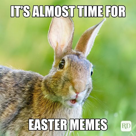 35 Hilarious Easter Memes That Will Make Any-Bunny Laugh Memes For Kids, Easter Memes, Easter Puns, Easter Movies, Easter Jokes, Happy Easter Funny, Funny Easter Bunny, Love Puns, Puns Jokes