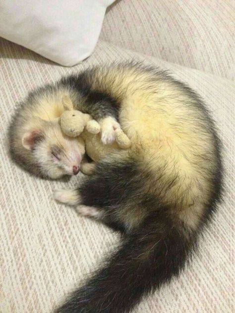 Baby Ferrets, Funny Ferrets, A Ferret, Pet Ferret, Cute Ferrets, Cute Animals Images, Pretty Animals, Silly Animals, Fluffy Animals