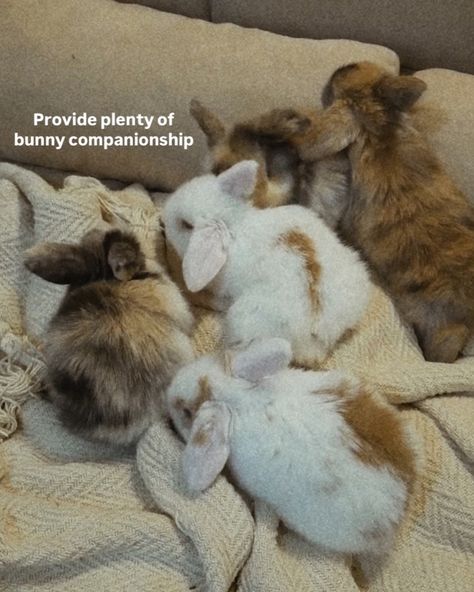 Your recipe for happy ✨free-roam bunnies✨. The last slide is maintaining a clean environment year-round, through all four seasons, which I think is SO important. Let me know what else I can add to this recipe, or what’s your bunny happiness recipe 🧚#freeroambunny #freeroamrabbit Holland Lop, Clean Environment, Four Seasons, Let Me Know, Dog Cat, I Can, Let Me, Let It Be