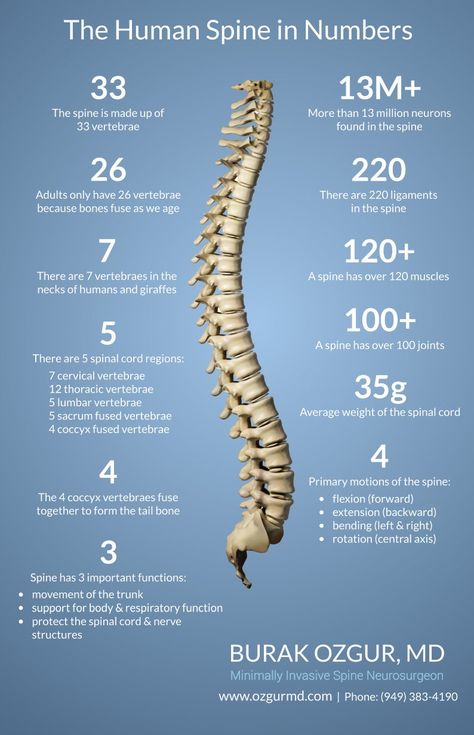 Spine Pictures, Nerve Structure, Thoracic Vertebrae, Human Spine, The Believer, Reflexology Chart, Yoga Anatomy, Cranial Nerves, Shorts Workout