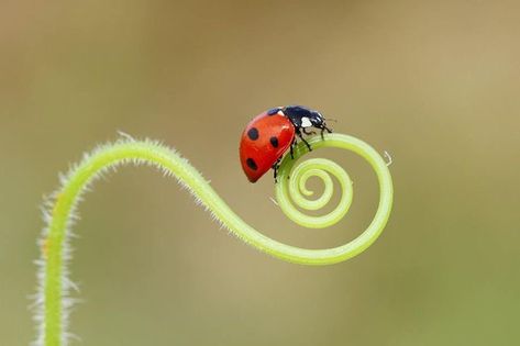 Cool Bugs, A Ladybug, Strange Things, Living Things, Bugs And Insects, Love Bugs, Lady Bug, Drawing Reference, Art Inspo