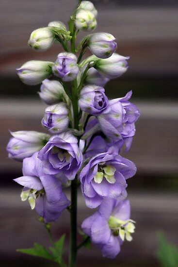 Lark Spur flower for July Lark Spur Flower, Larkspur Flower Pictures, Blue Larkspur Flower, Larkspur Wallpaper, Blue Larkspur, Larkspur Flower, Beautiful Flowers Photography, The Secret Garden, Airbrush Art