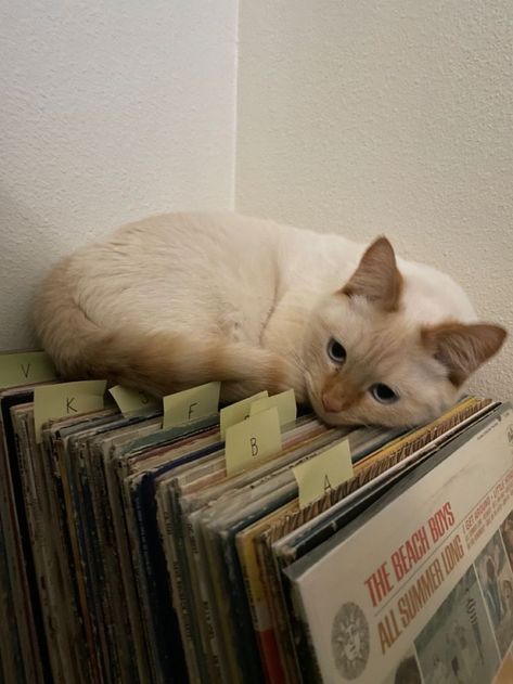 Cats And Music Aesthetic, Cat Spotify Playlist Covers, Indie Pop Aesthetic, Indie Band Aesthetic, Indie Music Aesthetic, Chaotic Cats, Cat Listening To Music, Playlist Photos, Green Radio