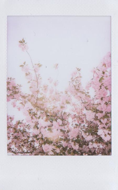 Flowers ♥ Pngs Clothes, Fertility Symbols, Polaroid Photography, Photo Polaroid, Instant Photography, Polaroid Frame, Where Is My Mind, Pictures Quotes, Pastel Decor