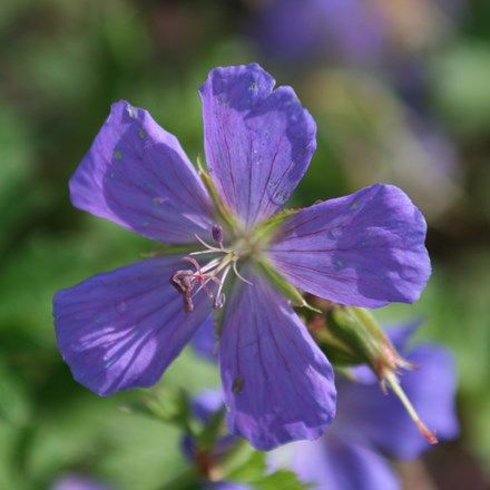 Geranium himalayense Gravetye Geranium Himalayense, Fast Growing Flowers, Geranium Phaeum, Geranium Care, Geranium Sanguineum, Geranium Macrorrhizum, Cranesbill Geranium, Hardy Geranium, Magenta Flowers