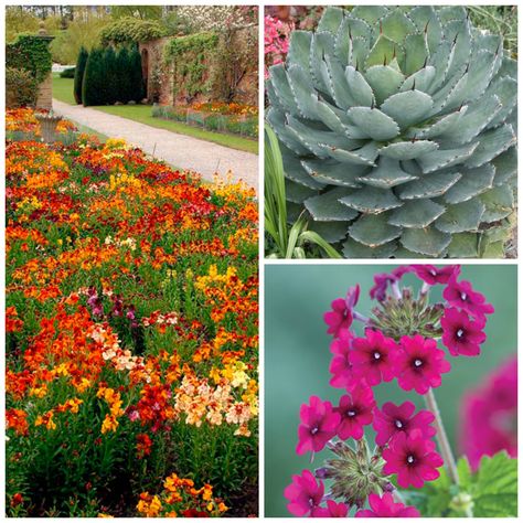 These 12 drought tolerant plants will add life and color to your garden, even if you live in a hot and dry desert environment. These flowers love the sun! Lettuce Soup, Low Water Plants, Russian Sage, Drought Resistant Plants, Drought Tolerant Garden, Dry Desert, Drought Tolerant Landscape, Desert Environment, Australian Garden