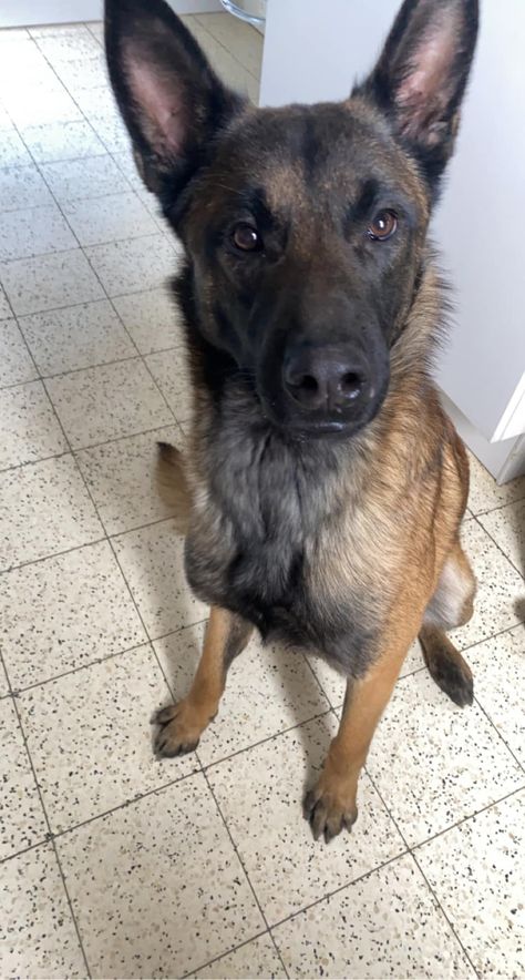 📢Donne chien Berger belge Malinois 3 ans – Oise
Contactez le maître :
➡ https://www.chiensadonner.com/ads/malinois-3-ans-oise/
🙏 Merci d’avance pour vos partages.
#chien #adoption #malinois #oise #chienadonner #chiensadonner
Attention ! Chien a donner, merci de signaler toute demande d'argent Berger Malinois, Belgian Malinois Dog, Image Moto, Malinois Dog, Belgian Malinois, Dogs, Quick Saves