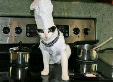 Top 10 Funny Images of Cats Cooking Images Of Cats, Chef Cat, Chef Cats, Dog Top, Celebrity Chef, 10 Funniest, Dancing Cat, Fool Proof Recipes, Silly Dogs