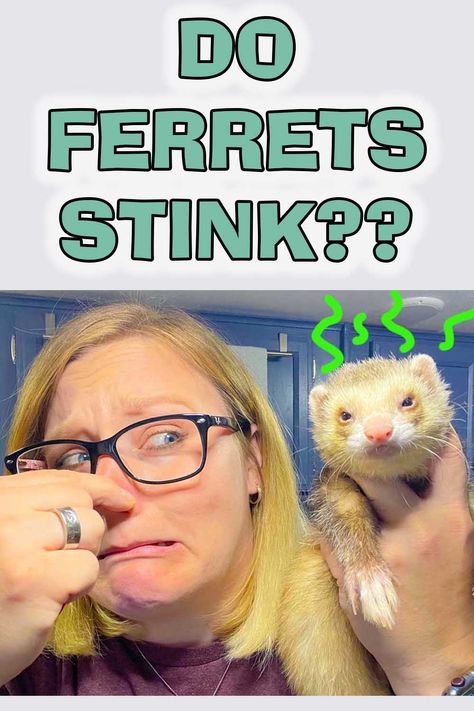 A lot of people wonder whether or not ferrets really smell bad. This video covers whether or not they smell, and offers 3 great tips for reducing their smell! Ferret Care, Ferrets Care, A Ferret, A Lot Of People, Ferret, Christmas List, Wonder, Animals, Christmas