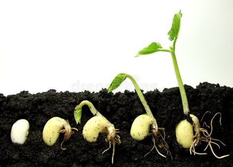 Germinating Seeds, Natural Pesticides, Hydroponic Growing, Growing Orchids, Growing Strawberries, Seed Germination, Hydroponic Gardening, Growing Indoors, Plant Growth