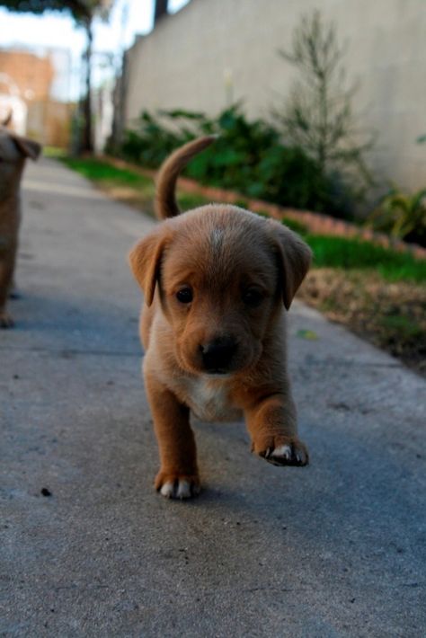 pup Puppy Walking, Baby Puppies, Cute Creatures, A Puppy, 귀여운 동물, Stray Dog, Cuteness Overload, I Love Dogs