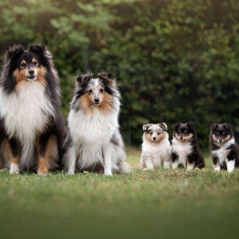 Mini Collie, Smooth Collie, Shetland Sheepdog Puppies, Sheltie Dogs, Dog Hotel, Shetland Sheepdog, Beautiful Dogs, Animal Pictures, Cute Puppies