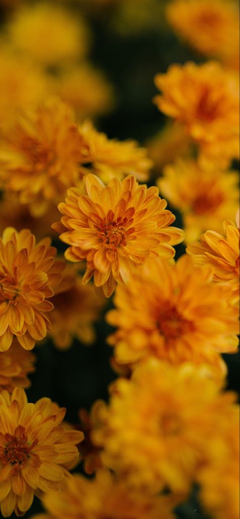 Calendula Flower Wallpaper, Yellow Chrysanthemum Aesthetic, Calendula Flower Aesthetic, Calendula Aesthetic, Orange Homescreen, View Flower, Orange Dahlia, Yellow Chrysanthemum, Calendula Officinalis