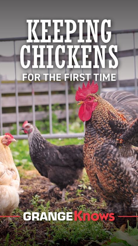 Are you a new chicken owner? As exciting as that is there are also lots of questions that come with keeping chickens for the first time! Check out our GrangeKnows blog and learn all about how to choose the right breed of chicken for you, their coop, and feeding your new flock! Chicken Owner, Keeping Chickens, Chicken Feed, Chicken Diy, Chicken Breeds, Backyard Birds, Fresh Eggs, Healthy Chicken, Lawn And Garden