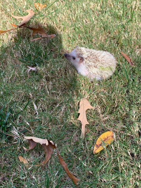 Happily running through the grass #aesthetic #sunlight #hedgehoglover #hedgehog Hedgehog Names, Bee, Animals