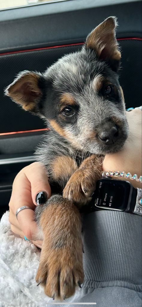 Blue Cattle Dog Puppies, Cute Blue Heeler Puppies, Texas Heeler Puppy, Blue Heeler Aesthetic, Bekah Core, Mini Blue Heeler, Western Puppy, Farm Puppy, Western Dogs