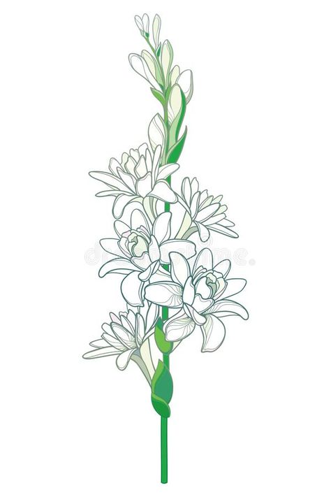 Tuberose Flower, Tiny Flower Tattoos, Bee Printables, Pastel White, Whale Tattoos, Leather Working Patterns, Flower Line Drawings, Open Flower, Flower Art Drawing