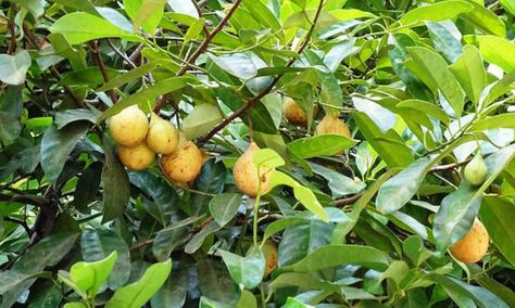 Tropical Permaculture, Tropical Homestead, Growing Nutmeg, Tropical Greenhouse Fruit Trees, Nutmeg Tree, Tree Full Of Fruits, Spice Garden, Herb Garden In Kitchen, Spice Island