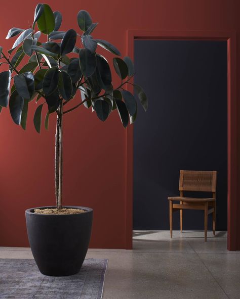 Cottage Red HC-184 | Benjamin Moore Terra Cotta Paint Color, Titanic Rose, Paint Color Swatches, English Wallpaper, Terracotta Paint, Pink Paint Colors, Red Mirror, Benjamin Moore Colors, Pink Paint