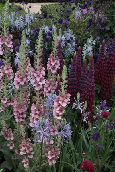 Chelsea Flower Show 2015 – show gardens | Duver Diary Carl Brenders, Stunning Gardens, Cottage Garden Plants, Tranquil Retreat, Have Inspiration, Flower Gardens, Chelsea Flower, Garden Borders, Chelsea Flower Show