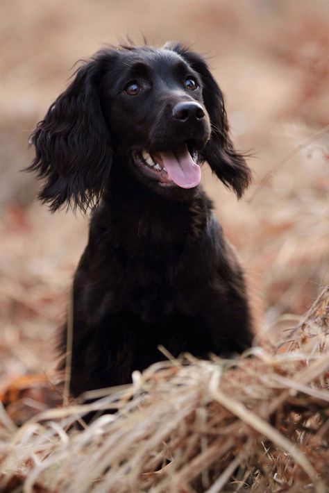 Classic working cocker. Working English Cocker Spaniel, Black Working Cocker Spaniel, Cocker Spaniel Working, Working Spaniel, Working Cocker Spaniel, Tips For Dogs, Field Spaniel, Black Cocker Spaniel, Spaniel Breeds