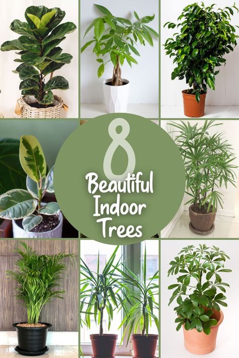 8 Beautiful Indoor Trees To Grow Indoors by simplegardenlife.com Beautiful Indoor Trees, Tree Indoor Plants, Tree Like House Plants, Non Toxic Indoor Trees, Indoor Rubber Tree, Low Light Trees Indoor, Easy Indoor Trees House Plants, Trees In Pots Indoor, Real Indoor Plants