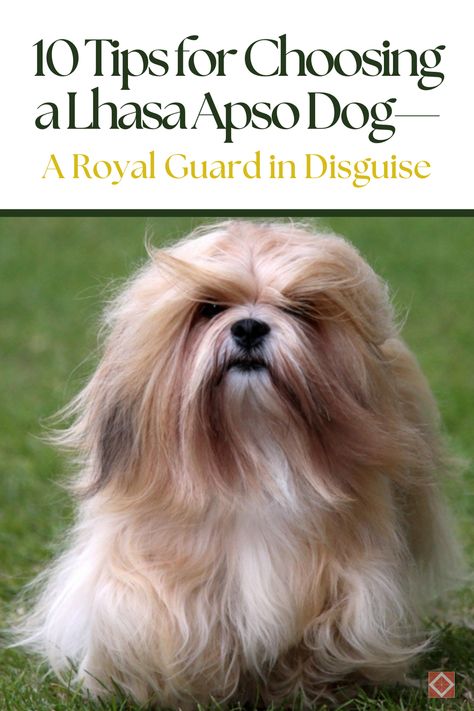 Looking for a dog with a blend of intelligence, confidence, and protectiveness? 🐶 The Lhasa Apso might be your perfect match! Here are 10 tips to guide you in choosing the best Lhasa Apso for your home, helping you build a strong and harmonious bond. Lhasa Apso Puppy, Long Haired Dog Breeds, Lhasa Apso Puppies, Long Haired Dogs, Royal Guard, Lhasa Apso, Different Dogs, In Disguise, Lhasa