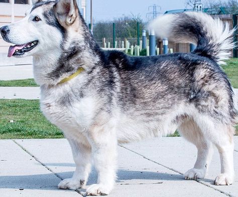 Max (pictured) is a 18.5in high fully-grown husky corgi cross. After being abandoned, he has now taken refuge at the Dogs Trust in Basildon, Essex Corgi Husky Mix, Corgi Mix Breeds, Corgi Cross, Husky Corgi, Pembroke Corgi, Corgi Pictures, Dog Breeds Medium, Dogs Trust, Corgi Mix