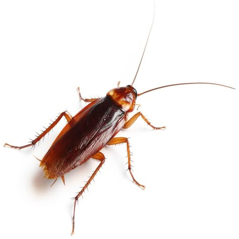 Cockroaches: Identification, Signs and Control of Roaches Get Rid Of Cockroaches, Cola Wallpaper, Coca Cola Wallpaper, Cockroach Control, Pest Control, Bugs, Insects, Blog Post, That Look