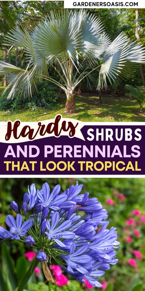 Tropical Looking Plants: 13 Hardy Perennials & Shrubs That Look Tropical Winter Gardening Ideas, Tropical Looking Plants, Hibiscus Shrub, Look Tropical, Survive Winter, Winter Gardening, Growing Vines, Climbing Hydrangea, Tropical Garden Design