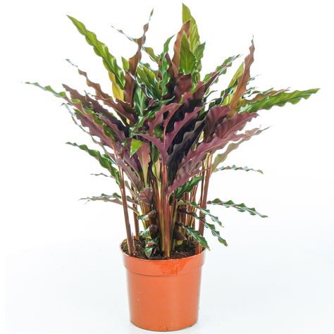 Calathea Rufibarba, Houseplant Collection, Calathea Plant, Bulbs Indoor, Plant Supplies, Air Purifying Plants, Houseplants Indoor, Air Purifying, Decorative Pots