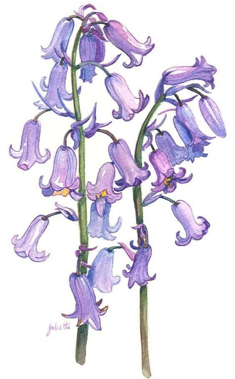 Bluebell Tattoo, Bluebell Woods, Loose Watercolor Flowers, Blue Bell Flowers, Botanical Drawing, Designer Prints, Flower Art Drawing, Iris Garden, Beautiful Lighthouse