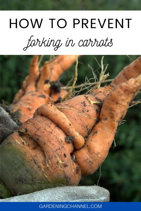 Learn how to harvest healthy carrots. Follow these gardening tips to prevent carrots from forking, including garden soil advice for growing carrots. #gardeningchannel #gardening #growingvegetables #vegetablegardening How To Preserve Carrots From The Garden, Best Soil For Carrots, How To Grow Carrots From Carrot Tops, Carrot Planting Hack, When To Harvest Carrots, What Am I Doing Wrong, Carrot Gardening, Growing Carrots, Seed Starter Kit