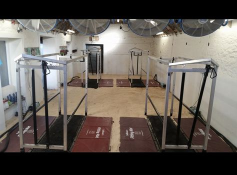 Cattle clipping chutes Show Barn Ideas Cattle, Show Cattle Barn Layout, Cattle Barn Designs, Show Cattle Barn, Cattle Showing, Cattle Facility, Cow Barn, Livestock Barn, Barn Layout