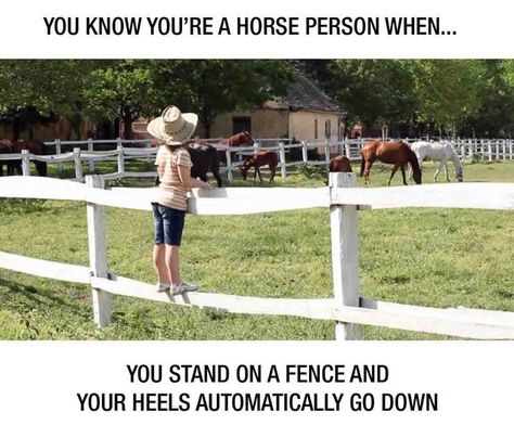 English Horse Riding, Equestrian Memes, Funny Horse Memes, Horse Meme, Horse Quotes Funny, Funny Horse Pictures, Horse Jokes, Inspirational Horse Quotes, Horse Riding Quotes