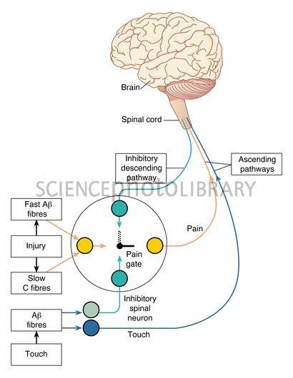 Gate control theory of pain, Caption: Gate control theory of pain. Computer artwork of the neural 'circuit diagram' used to represent the gate control theory of pain. This theory was introduced by Ronald Melzack and Patrick Wall in 1965 in an attempt to explain why rubbing a smack helps to ease the pain sensation. Back Pain Workout, Lower Back Pain Stretches, Control Theory, Back Stretches For Pain, Nursing School Studying, Upper Back Pain, Nursing School Tips, Medical School Studying, Fast Abs