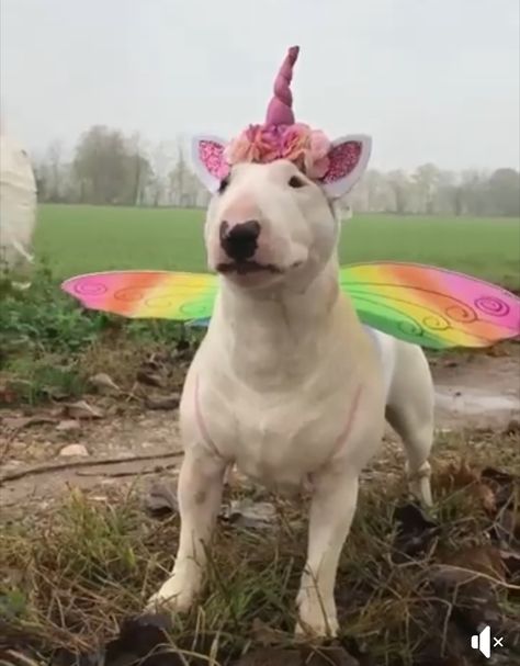 Dog Fancy Dress, Unicorn Stuffed Animal, Unicorn Halloween, Animals Amazing, English Bull Terriers, Dog Halloween Costumes, Bull Terriers, Dog Party, English Bull