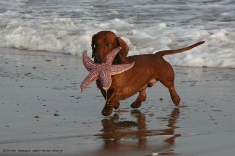 Weenie Dog Aesthetic, Weenie Dogs, Pretty Animals, Silly Animals, Cute Little Animals, 귀여운 동물, Starfish, A Dog, Dachshund