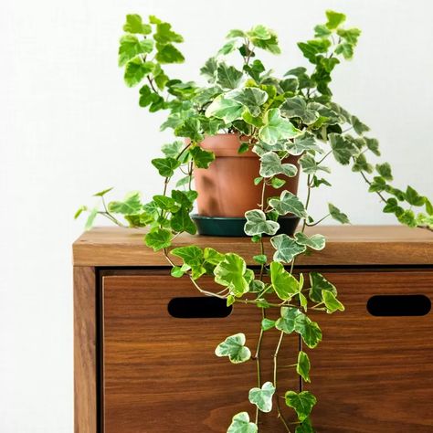 Hanging Ivy Plant, Ivy Plant Indoor Decor, Ivy Bookshelf, English Ivy Indoor, Ivy Houseplant, Indoor Ivy, Ivy Plant Indoor, Common Ivy, English Ivy Plant