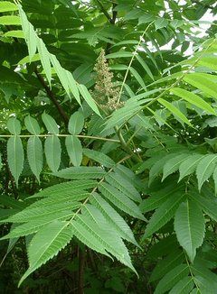 Tree Of Heaven, Tree Grows In Brooklyn, Baby Pop, Small Leaves, Big Leaves, Ornamental Plants, Olive Leaf, Small Leaf, Seed Starting