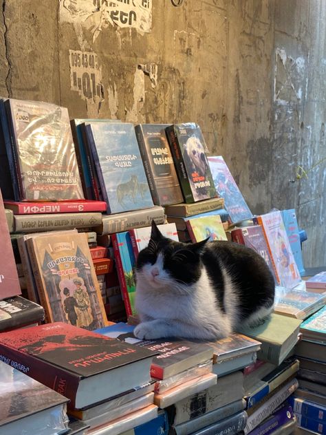 Books Cats Life Is Good, Books And Cats Aesthetic, Cat Books Aesthetic, Cat Books, Cat Aesthetic, Silly Cats, Cute Creatures, Pretty Cats, 귀여운 동물