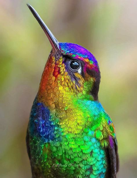 Vogel Gif, Hummingbird Pictures, Photo Animaliere, Hummingbird Painting, Hummingbird Art, Most Beautiful Birds, Exotic Birds, Pretty Birds, Colorful Birds