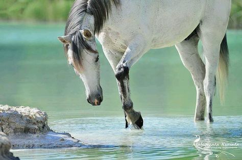 Equine moments Horse Standing, Horse Pics, Most Beautiful Animals, Majestic Horse, All The Pretty Horses, Horse Crazy, Equine Photography, Black Horse, Horse Photos