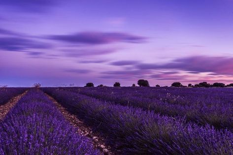 Paris Dream, Lavender Field, Lavender Farm, All Things Purple, Lavender Fields, Colorful Landscape, Lavender Color, Purple Wallpaper, Purple Aesthetic