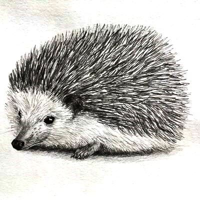 Hedgehog Drawing Illustration, Pencil Drawing Animals, Animal Sketch Ideas, Tatoo Dog, Drawings Of Animals, Realistic Animal Drawings, Hedgehog Drawing, Pencil Drawings Of Animals, Animal Drawings Sketches