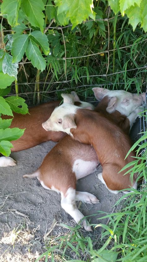 Hereford Pigs, Tiny Pigs, Raising Pigs, Miniature Pigs, Mini Pigs, Pig Farming, Pet Pigs, Cuddly Animals, Baby Pigs